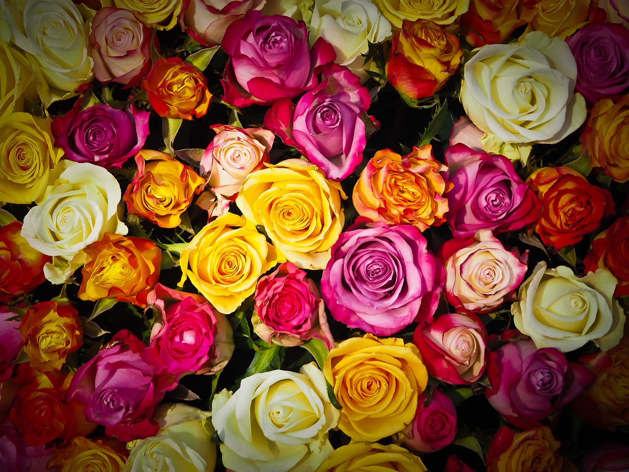 大切な人に贈るバラのサプライズ バラの本数別の花言葉で想いを伝えよう Viewcafe